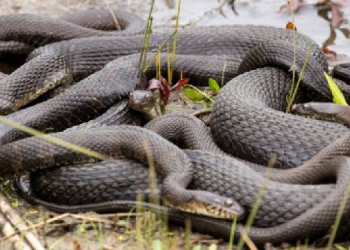Orgia anual das cobras acontece em parque fechado da Flórida